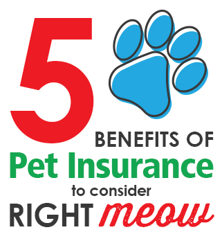 5 benefits of pet insurance to consider right meow